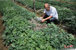 山東榮成 全國(guó)參茸產(chǎn)業(yè)專家齊聚一堂，為西洋參種植把脈問診