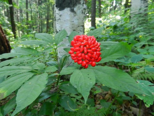 通化人參產(chǎn)業(yè)上半年綜合產(chǎn)值突破200億元，西洋參成重要增長(zhǎng)點(diǎn)