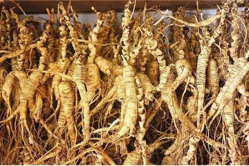 長(zhǎng)白山黑參 五載沉淀，鮮食營(yíng)養(yǎng)三倍于干品