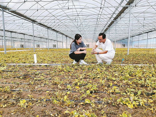 柘榮注入科技，一根參茁壯成長(zhǎng) 西洋參產(chǎn)業(yè)的現(xiàn)代轉(zhuǎn)型