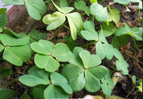 路邊盆栽藏玄機(jī)，西洋參根顯驚奇