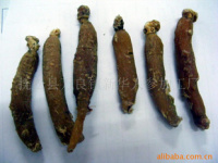 深耕沃土，匠心培育——探索人參種植的綠色未來